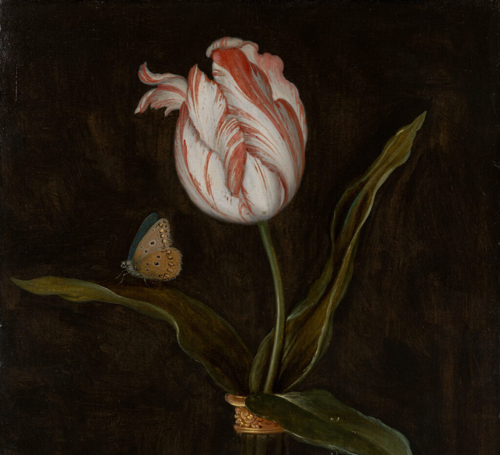 Zu sehen ist der Ausschnitt eines Stilllebens mit einer einzelnen Tulpe in einer Vase.